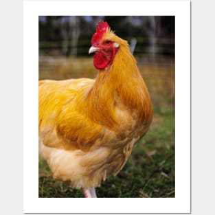 Photo of Proud Colorful Rooster Posters and Art